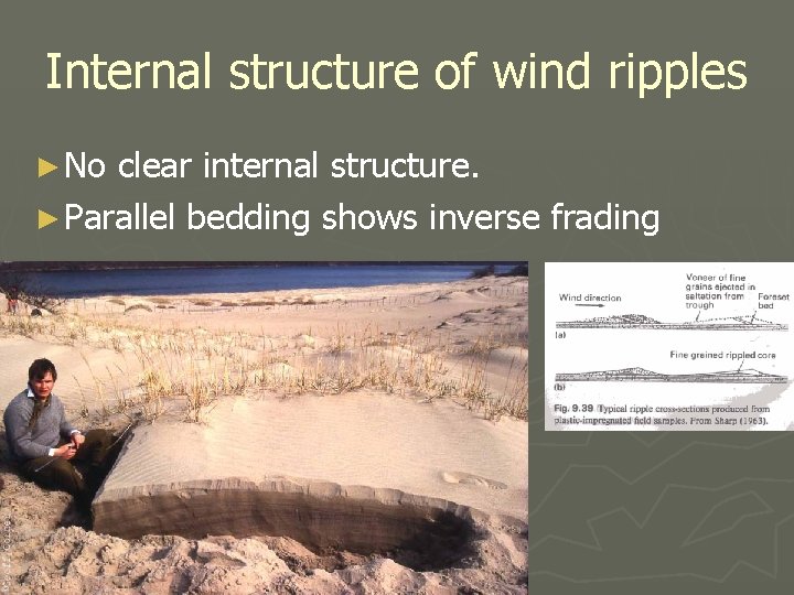 Internal structure of wind ripples ► No clear internal structure. ► Parallel bedding shows