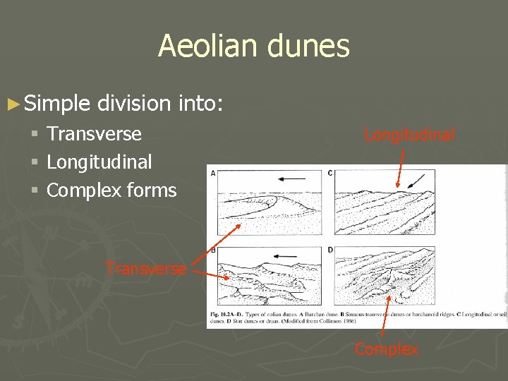 Aeolian dunes ► Simple division into: § Transverse § Longitudinal § Complex forms Longitudinal