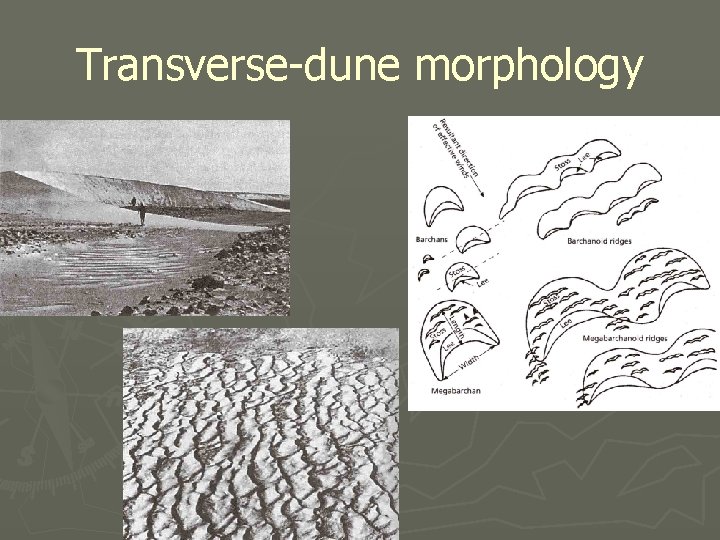 Transverse-dune morphology 