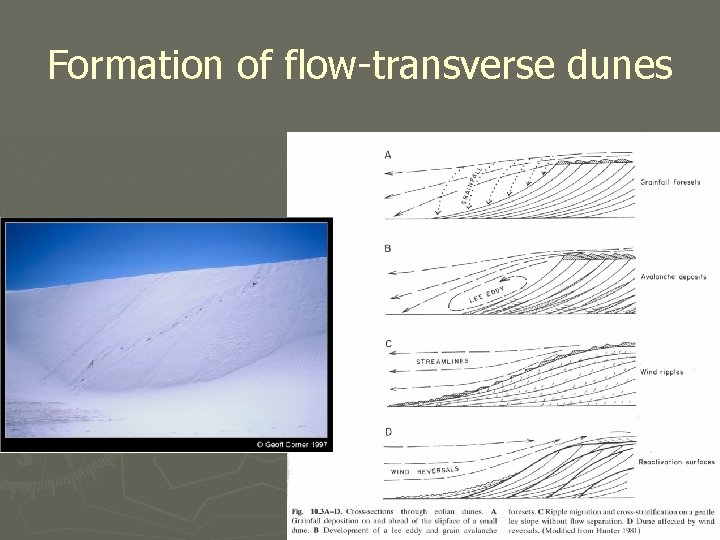 Formation of flow-transverse dunes 