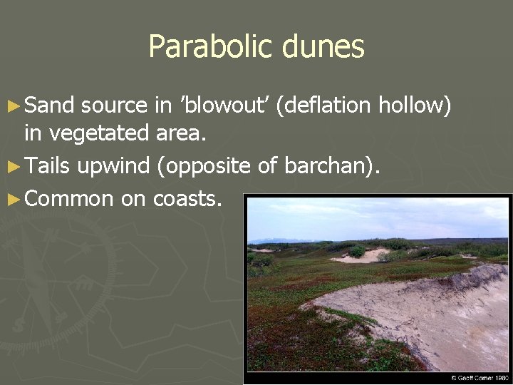 Parabolic dunes ► Sand source in ’blowout’ (deflation hollow) in vegetated area. ► Tails