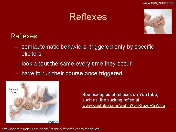 www. babyzone. com Reflexes – semiautomatic behaviors, triggered only by specific elicitors – look