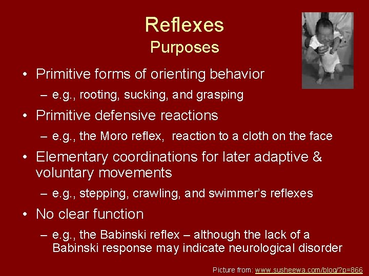 Reflexes Purposes • Primitive forms of orienting behavior – e. g. , rooting, sucking,