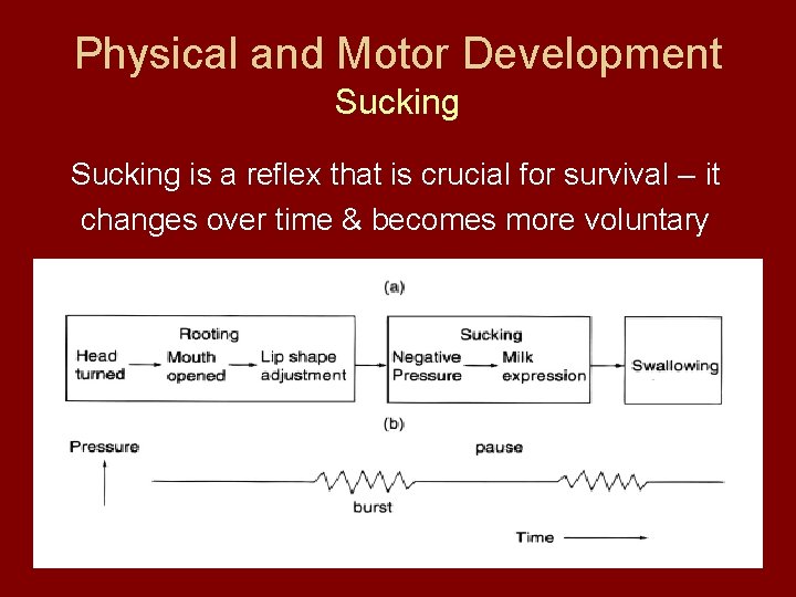 Physical and Motor Development Sucking is a reflex that is crucial for survival –