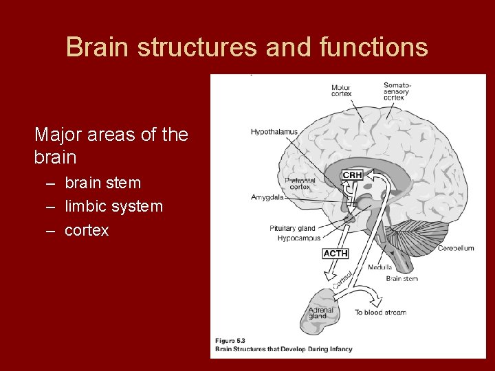 Brain structures and functions Major areas of the brain – brain stem – limbic