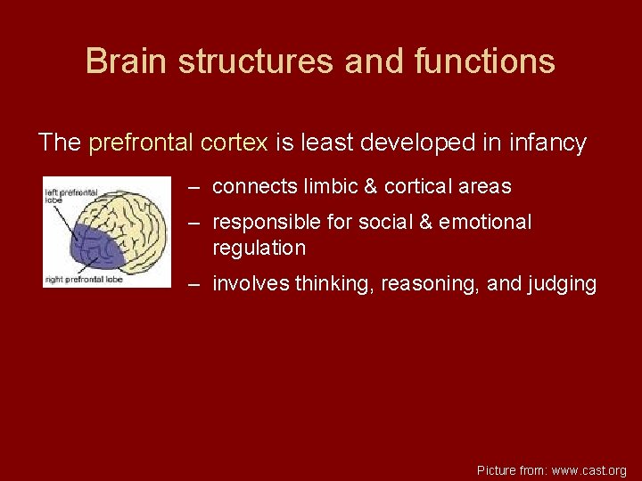 Brain structures and functions The prefrontal cortex is least developed in infancy – connects