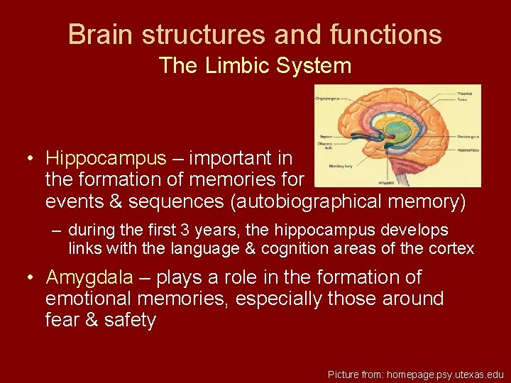 Brain structures and functions The Limbic System • Hippocampus – important in the formation