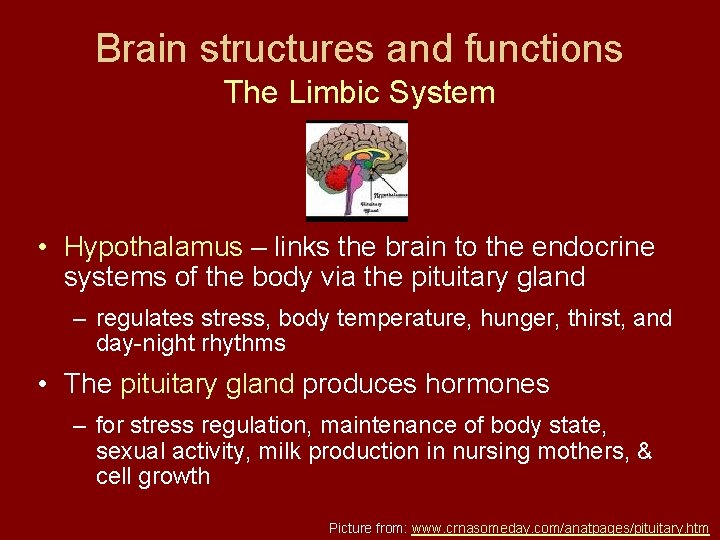 Brain structures and functions The Limbic System • Hypothalamus – links the brain to