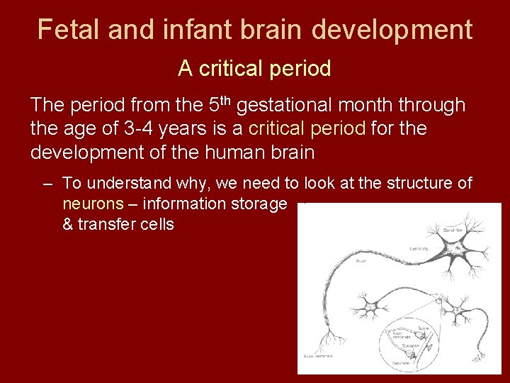 Fetal and infant brain development A critical period The period from the 5 th