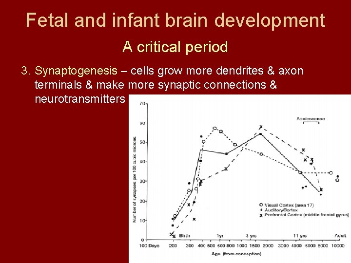 Fetal and infant brain development A critical period 3. Synaptogenesis – cells grow more