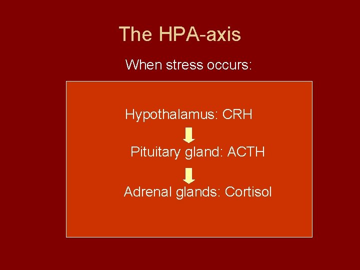 The HPA-axis When stress occurs: Hypothalamus: CRH Pituitary gland: ACTH Adrenal glands: Cortisol 