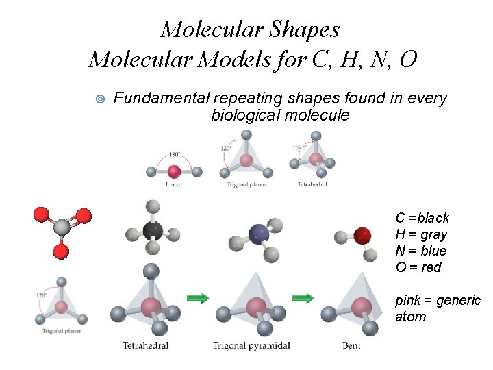 Molecular Shapes Molecular Models for C, H, N, O ¥ Fundamental repeating shapes found Molecular Shapes Molecular Models for C, H, N, O ¥ Fundamental repeating shapes found