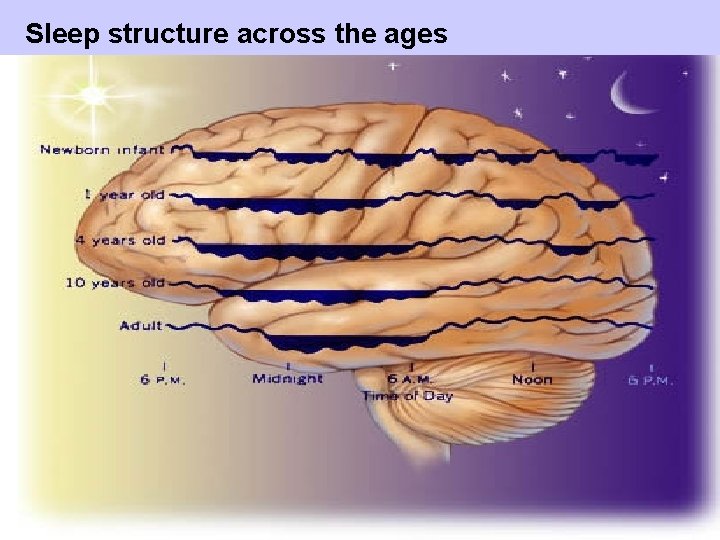 Sleep structure across the ages 