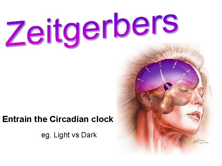 Entrain the Circadian clock eg. Light vs Dark 