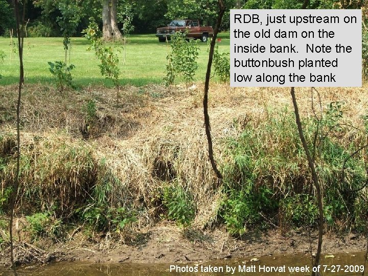 RDB, just upstream on the old dam on the inside bank. Note the buttonbush