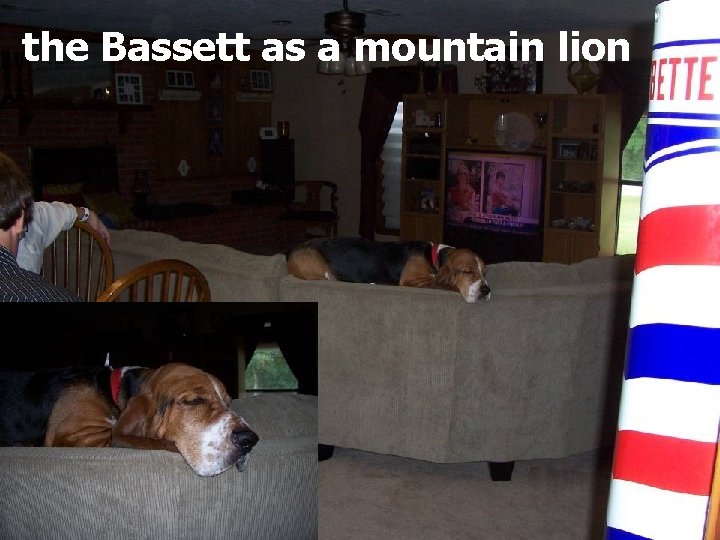 the Bassett as a mountain lion 