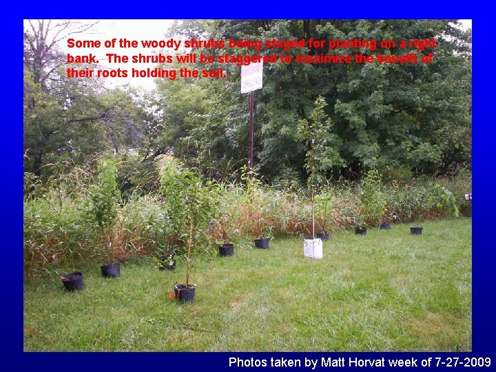 Some of the woody shrubs being staged for planting on a right bank. The