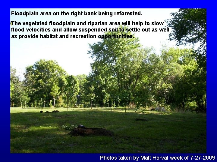 Floodplain area on the right bank being reforested. The vegetated floodplain and riparian area