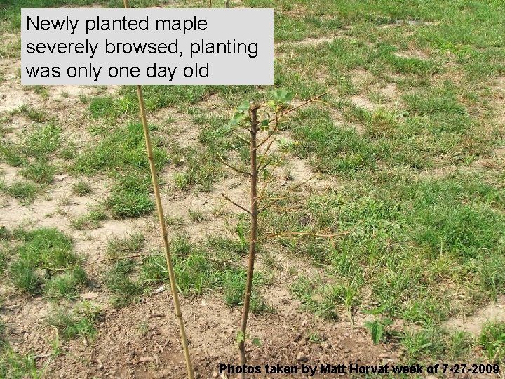 Newly planted maple severely browsed, planting was only one day old Photos taken by