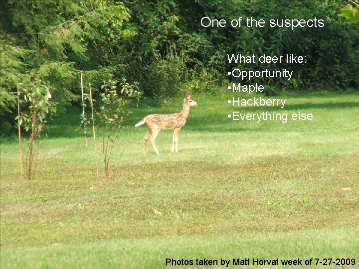 One of the suspects What deer like: • Opportunity • Maple • Hackberry •