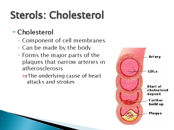 Sterols: Cholesterol ◦ Component of cell membranes ◦ Can be made by the body Sterols: Cholesterol ◦ Component of cell membranes ◦ Can be made by the body