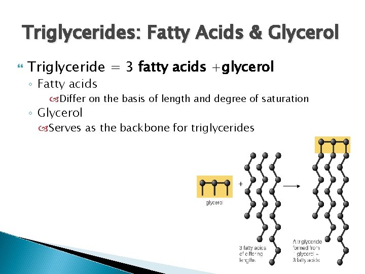 Triglycerides: Fatty Acids & Glycerol Triglyceride = 3 fatty acids +glycerol ◦ Fatty acids Triglycerides: Fatty Acids & Glycerol Triglyceride = 3 fatty acids +glycerol ◦ Fatty acids