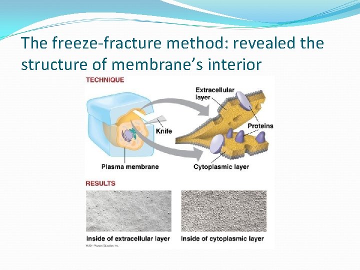 The freeze-fracture method: revealed the structure of membrane’s interior 