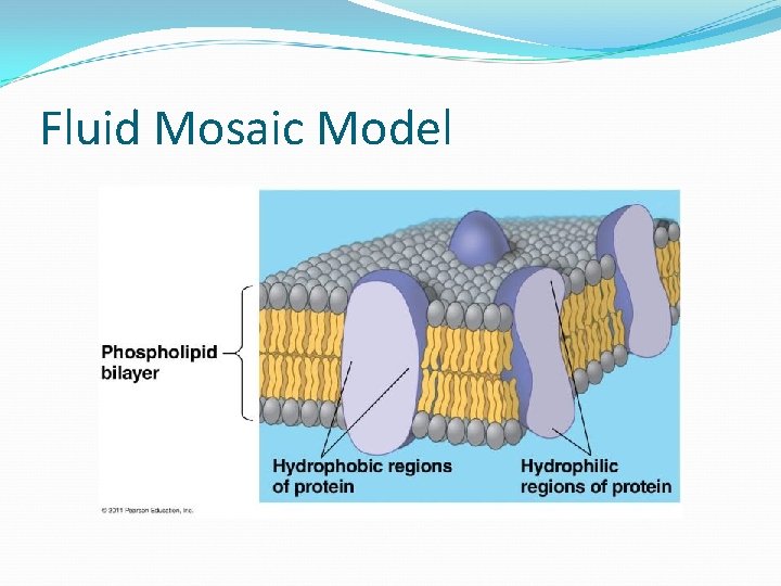 Fluid Mosaic Model 