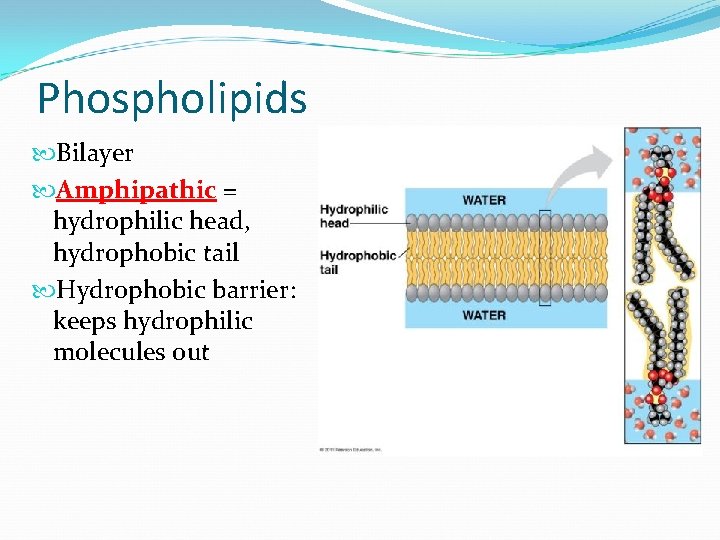 Phospholipids Bilayer Amphipathic = hydrophilic head, hydrophobic tail Hydrophobic barrier: keeps hydrophilic molecules out