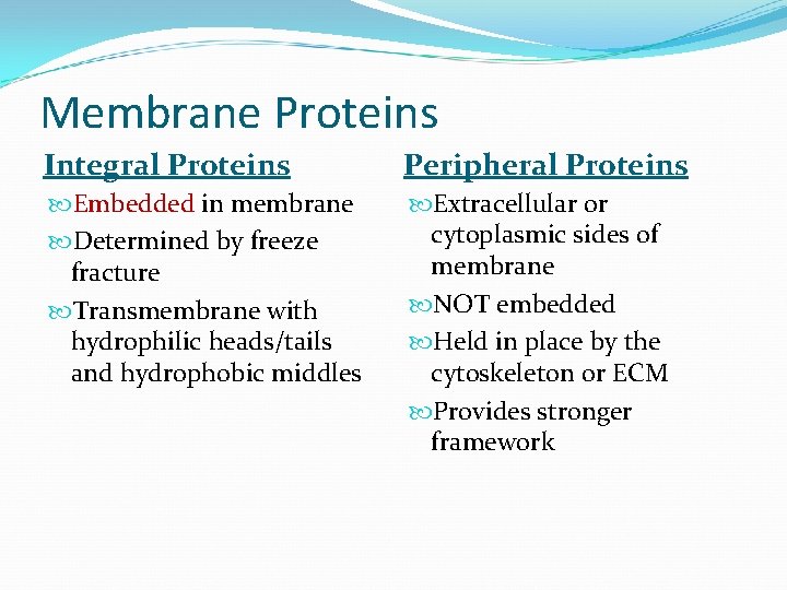 Membrane Proteins Integral Proteins Peripheral Proteins Embedded in membrane Determined by freeze fracture Transmembrane