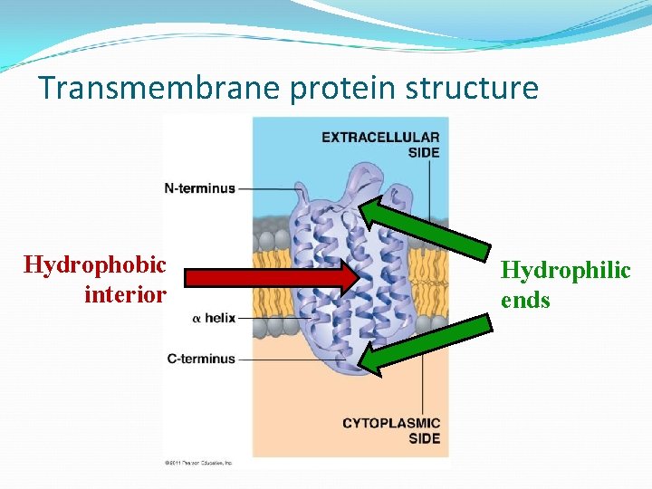 Transmembrane protein structure Hydrophobic interior Hydrophilic ends 