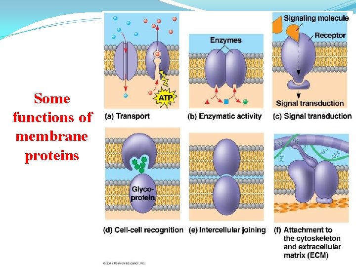 Some functions of membrane proteins 