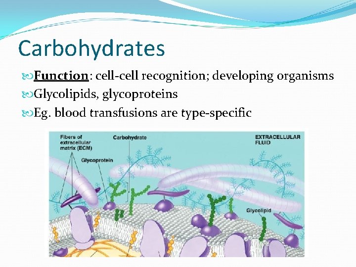 Carbohydrates Function: cell-cell recognition; developing organisms Glycolipids, glycoproteins Eg. blood transfusions are type-specific 