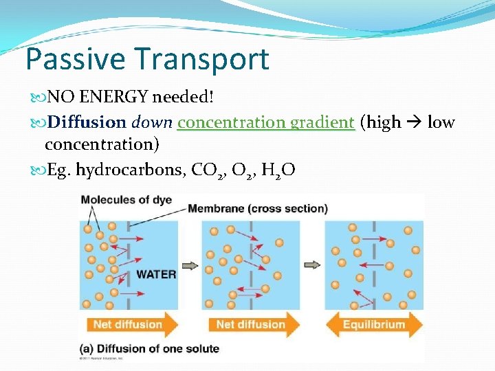 Passive Transport NO ENERGY needed! Diffusion down concentration gradient (high low concentration) Eg. hydrocarbons,