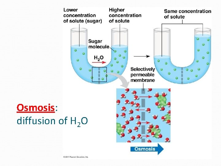 Osmosis: diffusion of H 2 O 