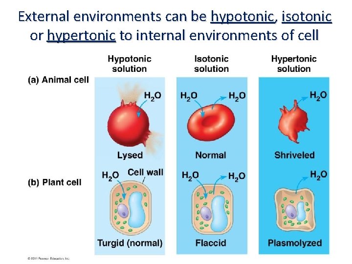 External environments can be hypotonic, isotonic or hypertonic to internal environments of cell 