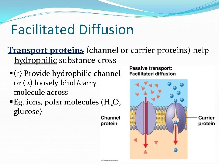 Facilitated Diffusion Transport proteins (channel or carrier proteins) help hydrophilic substance cross § (1)
