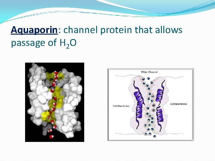 Aquaporin: channel protein that allows passage of H 2 O 