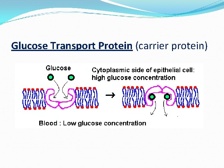 Glucose Transport Protein (carrier protein) 