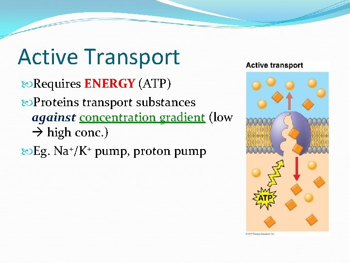 Active Transport Requires ENERGY (ATP) Proteins transport substances against concentration gradient (low high conc.