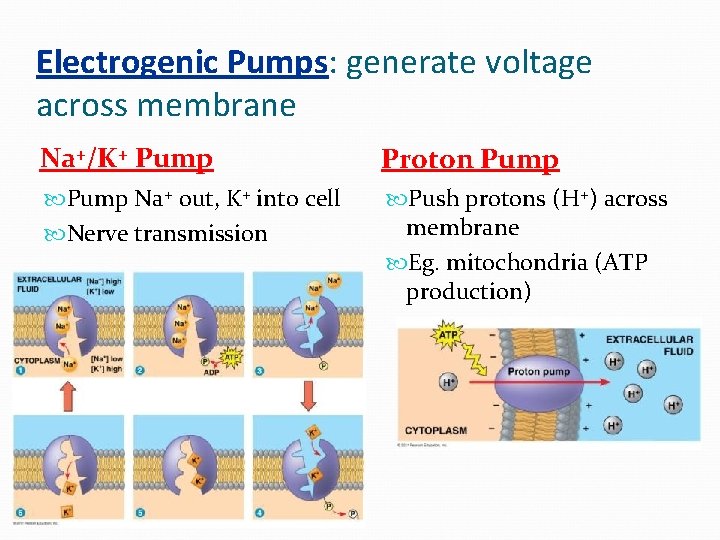 Electrogenic Pumps: generate voltage across membrane Na+/K+ Pump Proton Pump Na+ out, K+ into