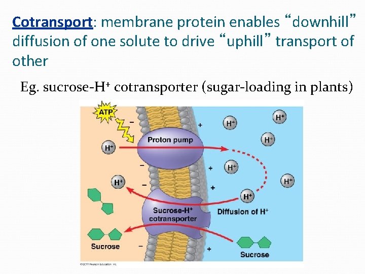 Cotransport: membrane protein enables “downhill” diffusion of one solute to drive “uphill” transport of