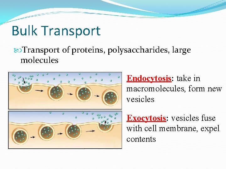 Bulk Transport of proteins, polysaccharides, large molecules Endocytosis: take in macromolecules, form new vesicles