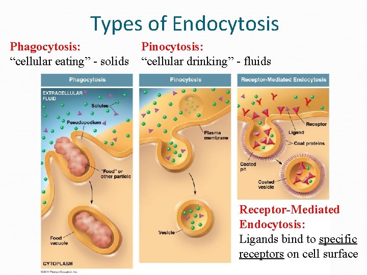 Types of Endocytosis Phagocytosis: “cellular eating” - solids Pinocytosis: “cellular drinking” - fluids Receptor-Mediated