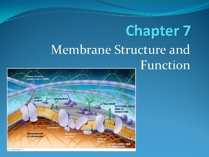 Chapter 7 Membrane Structure and Function 