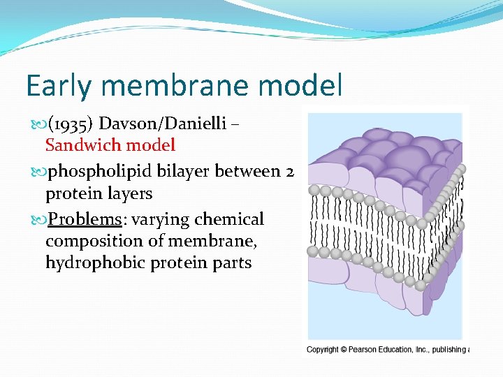 Early membrane model (1935) Davson/Danielli – Sandwich model phospholipid bilayer between 2 protein layers