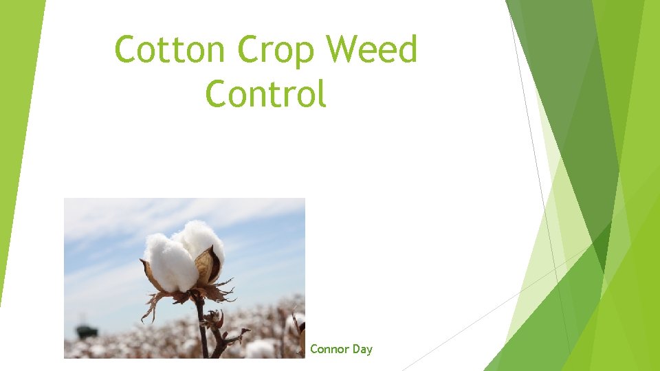 Cotton Crop Weed Control Connor Day 