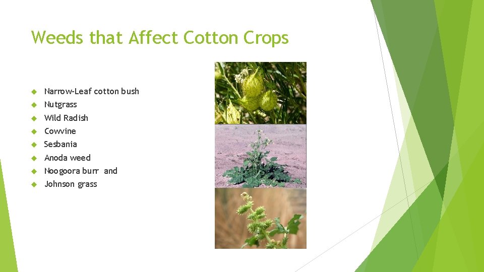 Weeds that Affect Cotton Crops Narrow-Leaf cotton bush Nutgrass Wild Radish Cowvine Sesbania Anoda