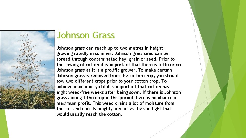 Johnson Grass Johnson grass can reach up to two metres in height, growing rapidly Johnson Grass Johnson grass can reach up to two metres in height, growing rapidly
