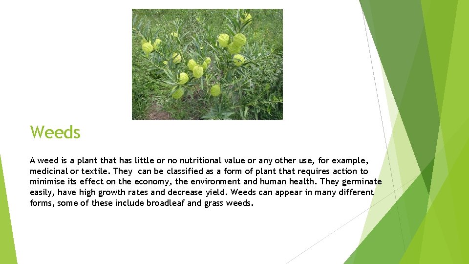 Weeds A weed is a plant that has little or no nutritional value or